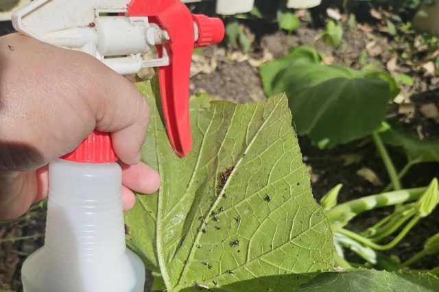 A hand holding a spray bottle above a leaf with pests.
