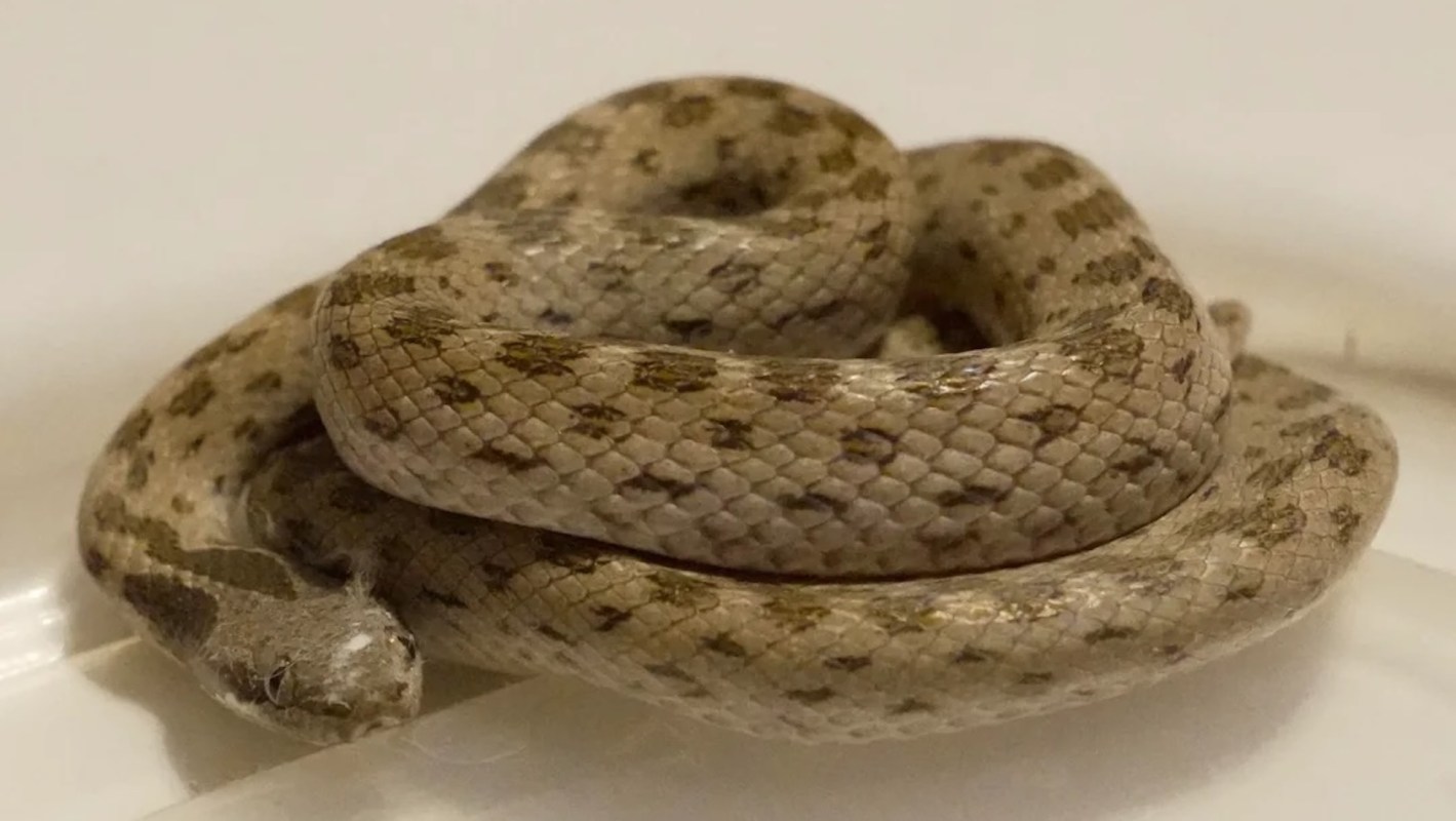 A coiled light brown snake with darker spots resting on a flat surface.