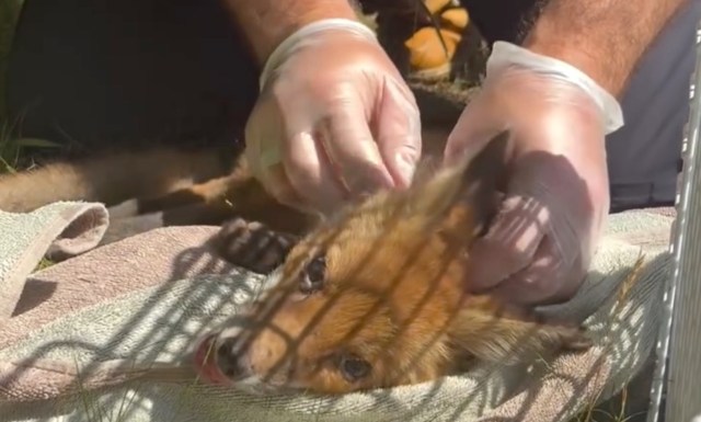 A person in gloves gently interacting with a fox resting on a towel in a setting with greenery.