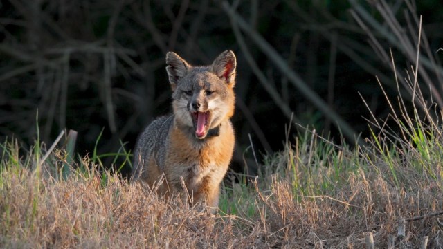 A gray fox yawns while standing in dry grass, surrounded by blurred greenery.