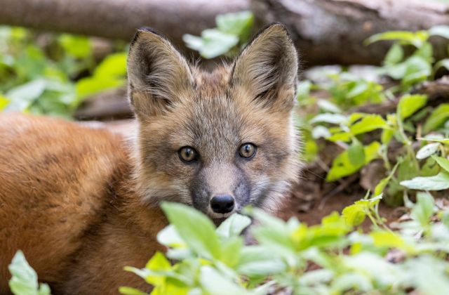A fox kit.