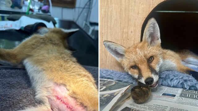 A wounded fox lies on a table with stitches and appears relaxed inside a cozy enclosure with a newspaper underneath.