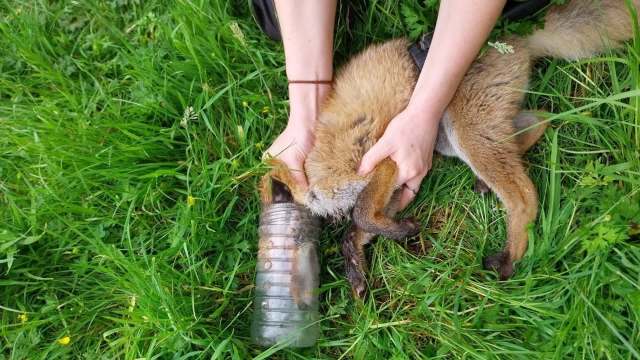 A rescuer holding a fox with a bottle on its head.