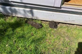 Two fox cubs in the grass outside of a shed.