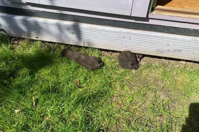 Two fox cubs in the grass outside of a shed.