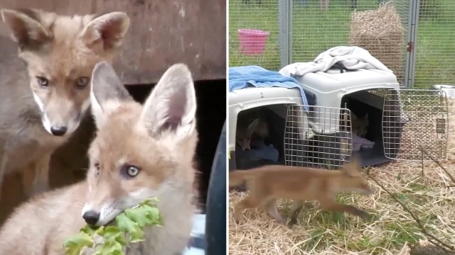 Two young foxes are seen, one nibbling on leaves while the other peeks from a nearby crate in a grassy area.