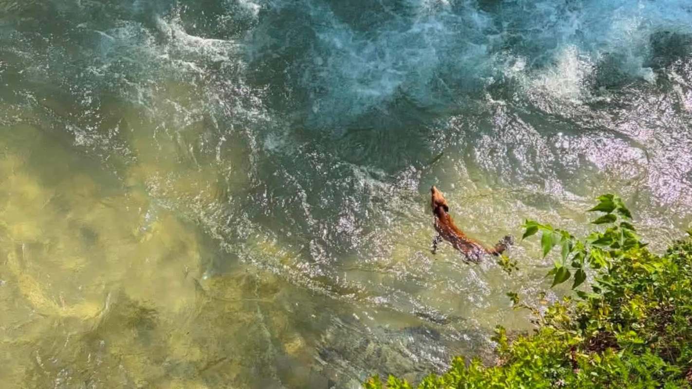 A fox in Six Flags' Roaring Rapids.