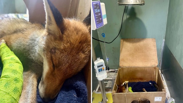 A fox with a bandaged leg is resting in a medical crate, surrounded by monitoring equipment.