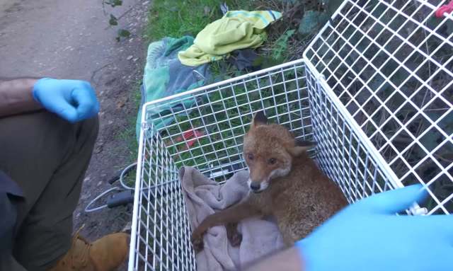 A young fox is resting in a wire cage, while a person in gloves observes nearby on a grassy path.