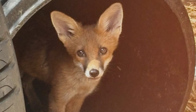 A young fox peeks out from inside a dark circular space, showcasing its large ears and curious expression.