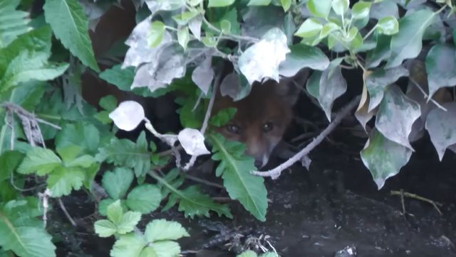 A fox in the river.