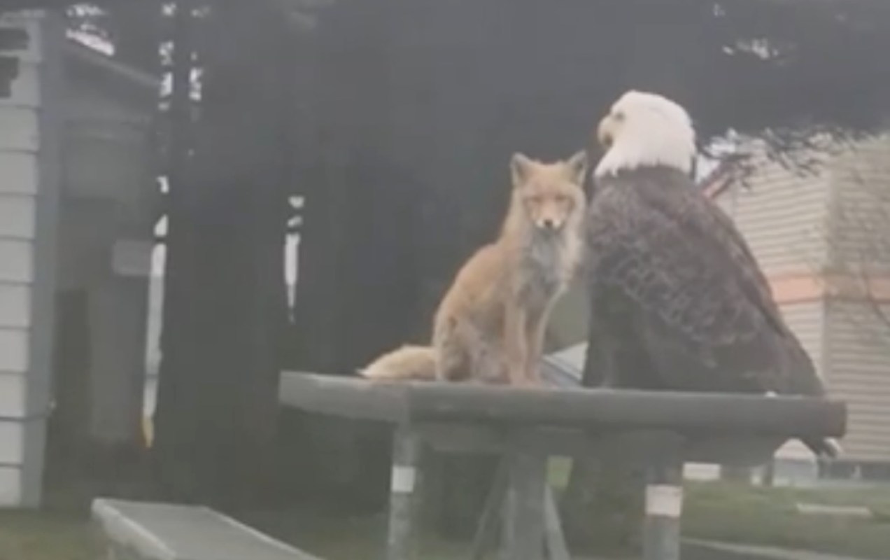 A fox sits beside a large eagle on a picnic table.