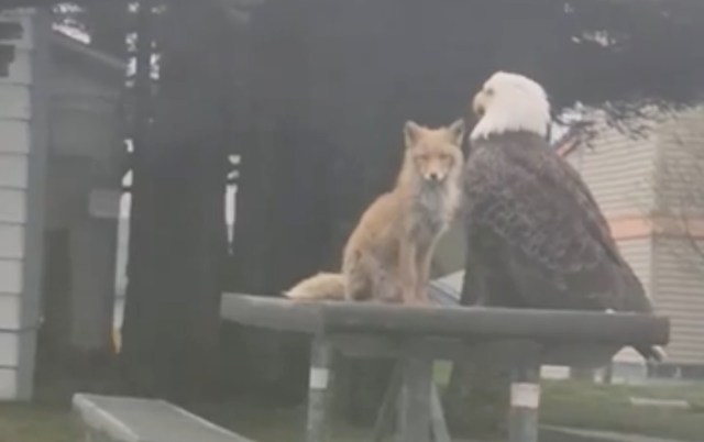 A fox sits beside a large eagle on a picnic table.