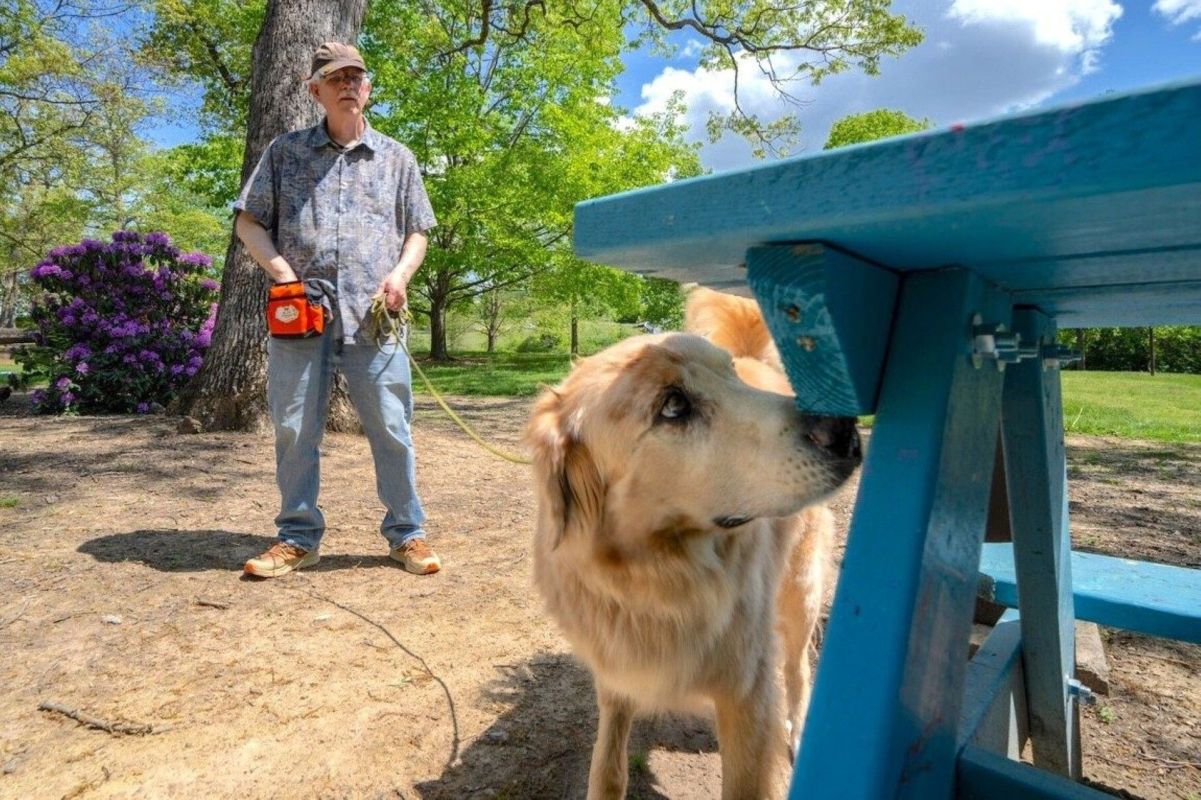 Fozzie sniffing under a park bench, searching for spotted lanternflies.
