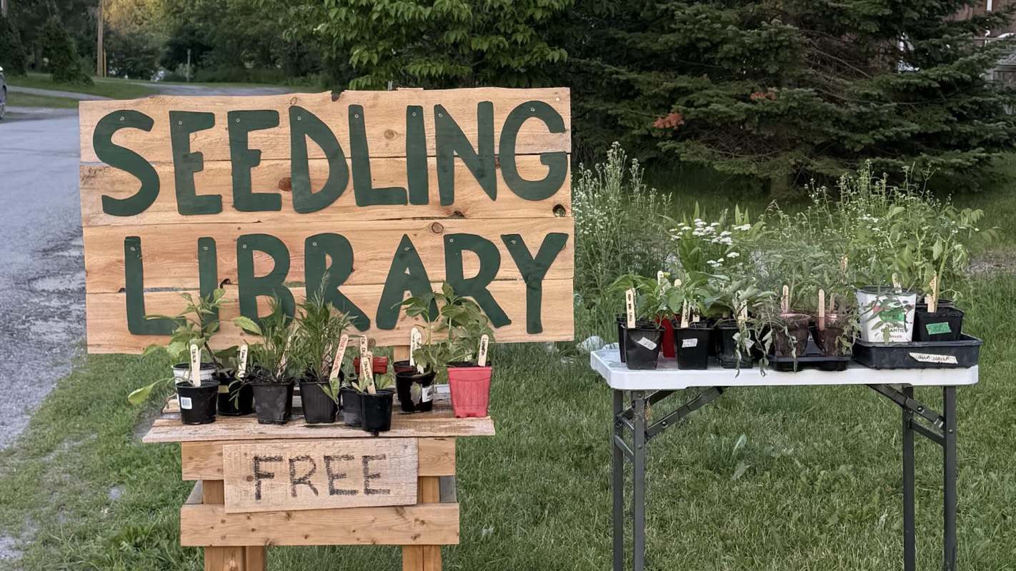 A wooden sign reads "Seedling Library" with potted plants on a table labeled "Free" in a grassy area.
