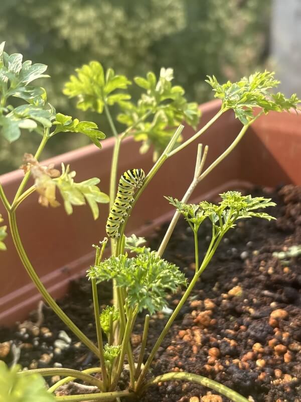 A caterpillar climbing a plant's stalk.