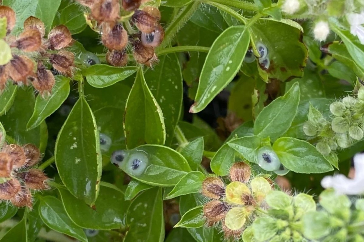 frog eggs that look like googly eyes spread around on leaves on a bush