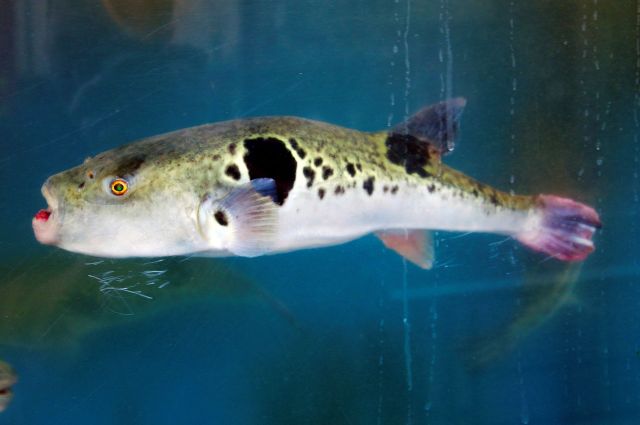 A Japanese pufferfish.