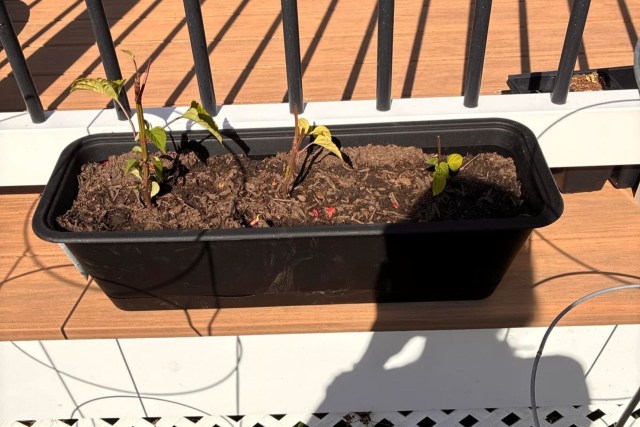 A planter with half-eaten plants.
