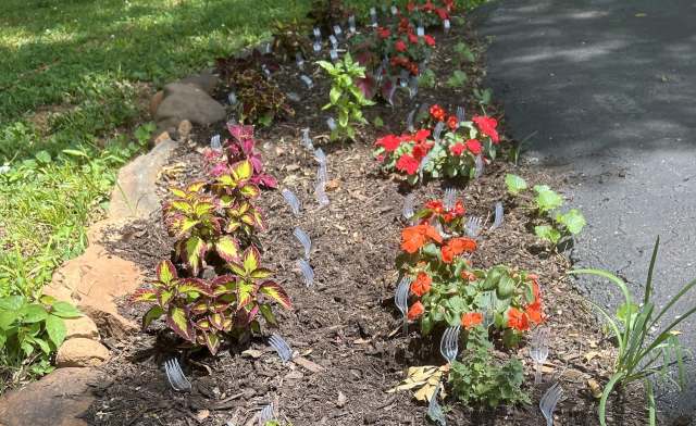 A garden bed with plastic forks dotted prong-side up between flowers and plants.
