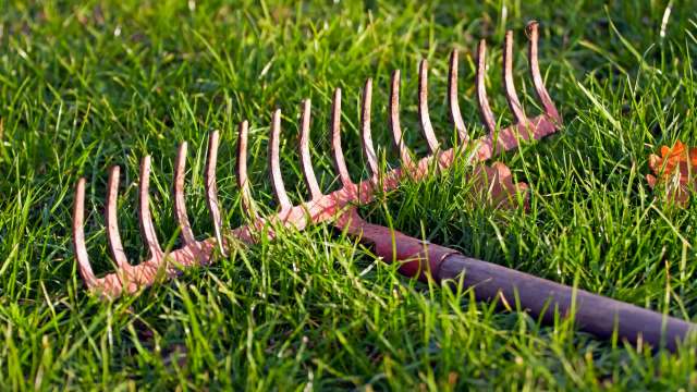 A rusty garden rake lying on green grass with a few fallen leaves scattered around.