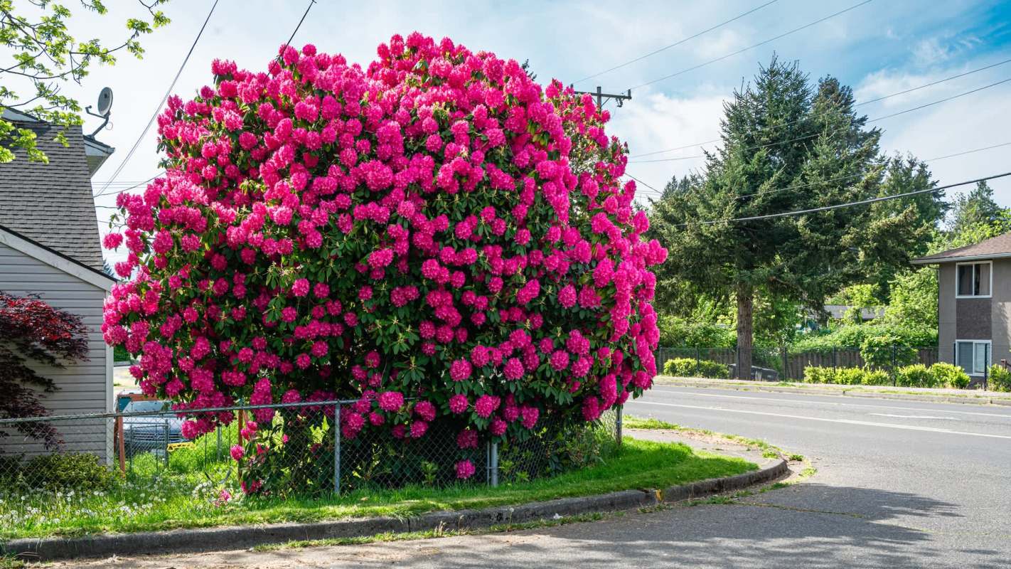 A large rhododendron bush with bright pink blooms.