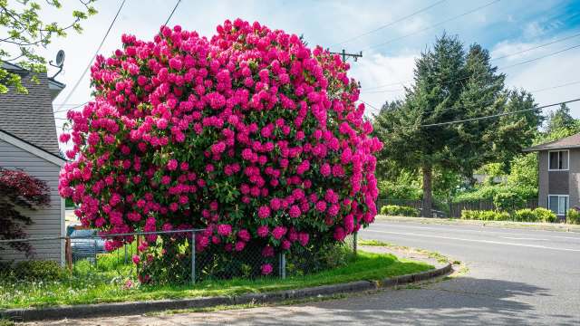 A large rhododendron bush with bright pink blooms.