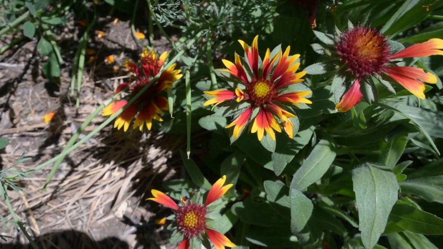 Flowers in a garden.