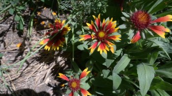Flowers in a garden.