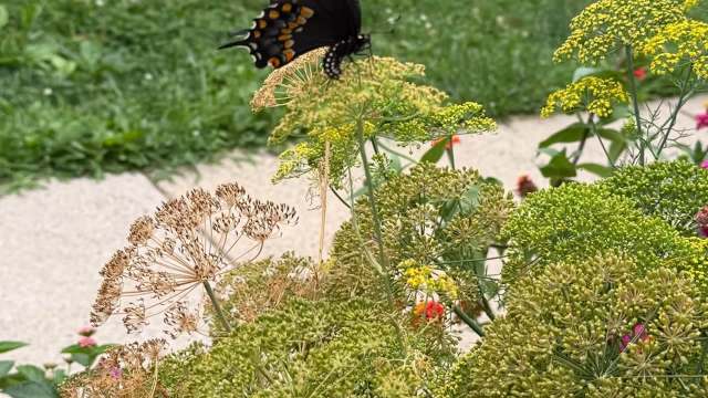 A black swallowtail in a garden.