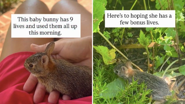 A person holding a baby bunny, and the bunny sitting in grass.