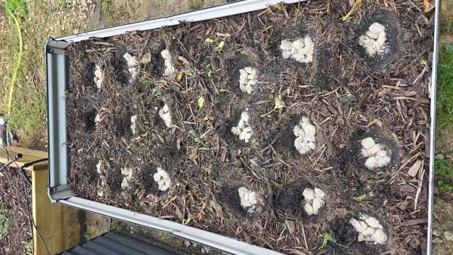 An elevated garden bed with soil and several clusters of soil arranged in circular patterns.