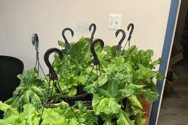 Lettuce in hanging baskets.