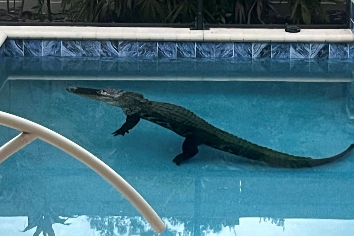 An alligator in a pool.