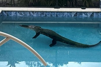 An alligator in a pool.