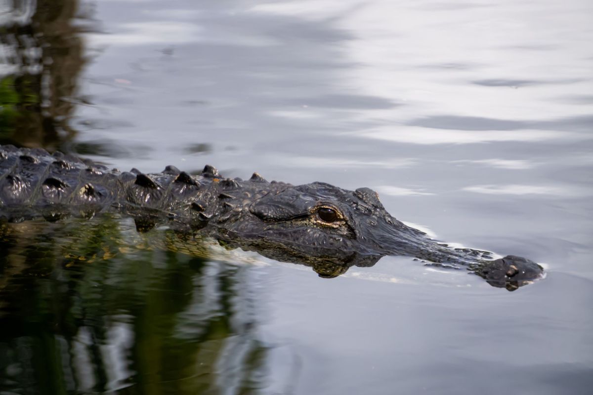 An alligator in water.