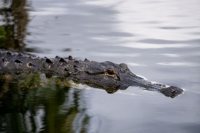 An alligator in water.