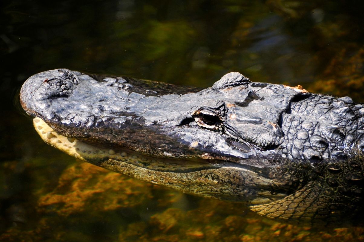 An alligator in the water.