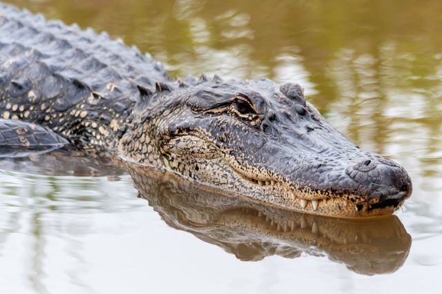 An American alligator.