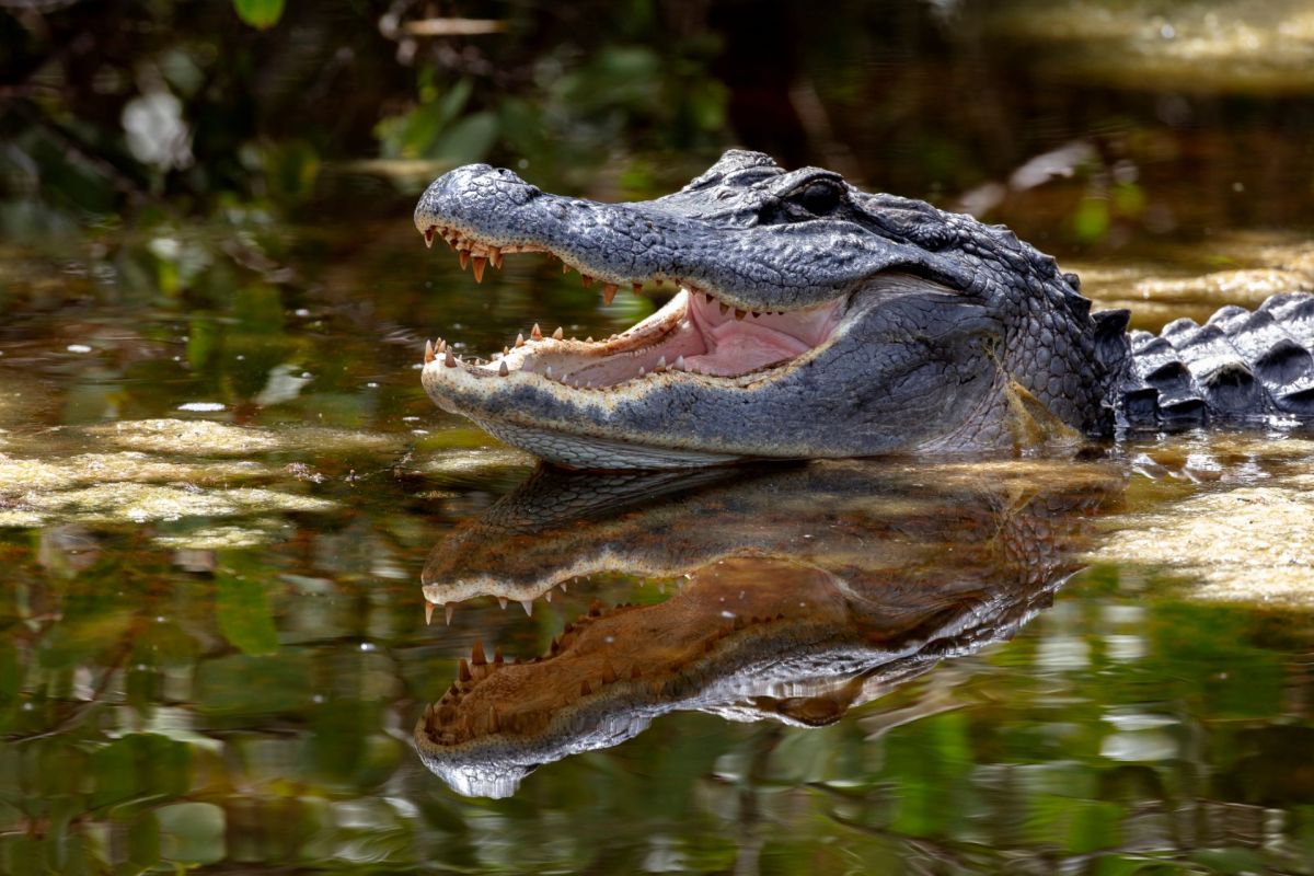 An alligator with its mouth open.