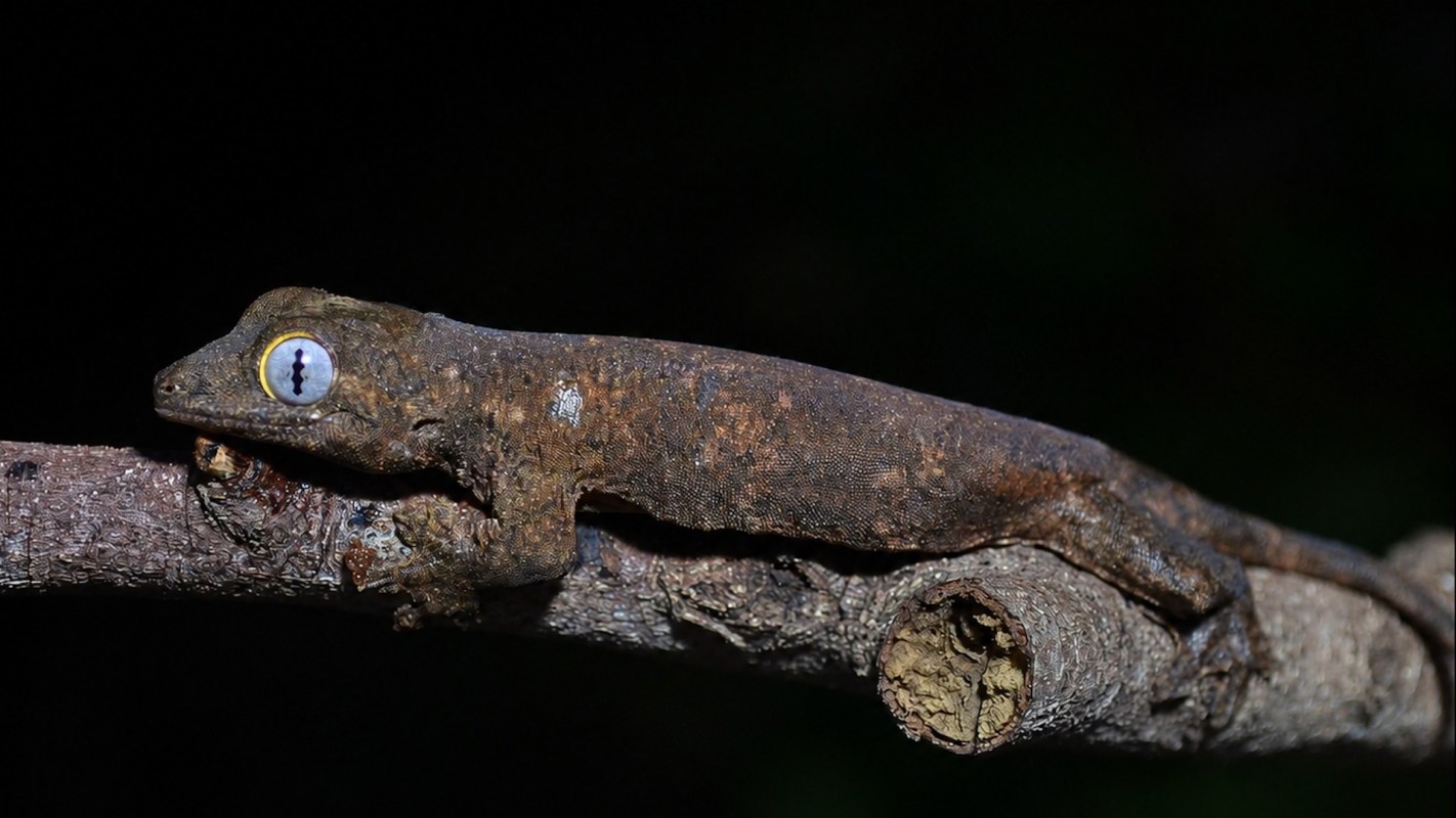 A brown gecko with a yellow eye rests on a twig against a dark background.