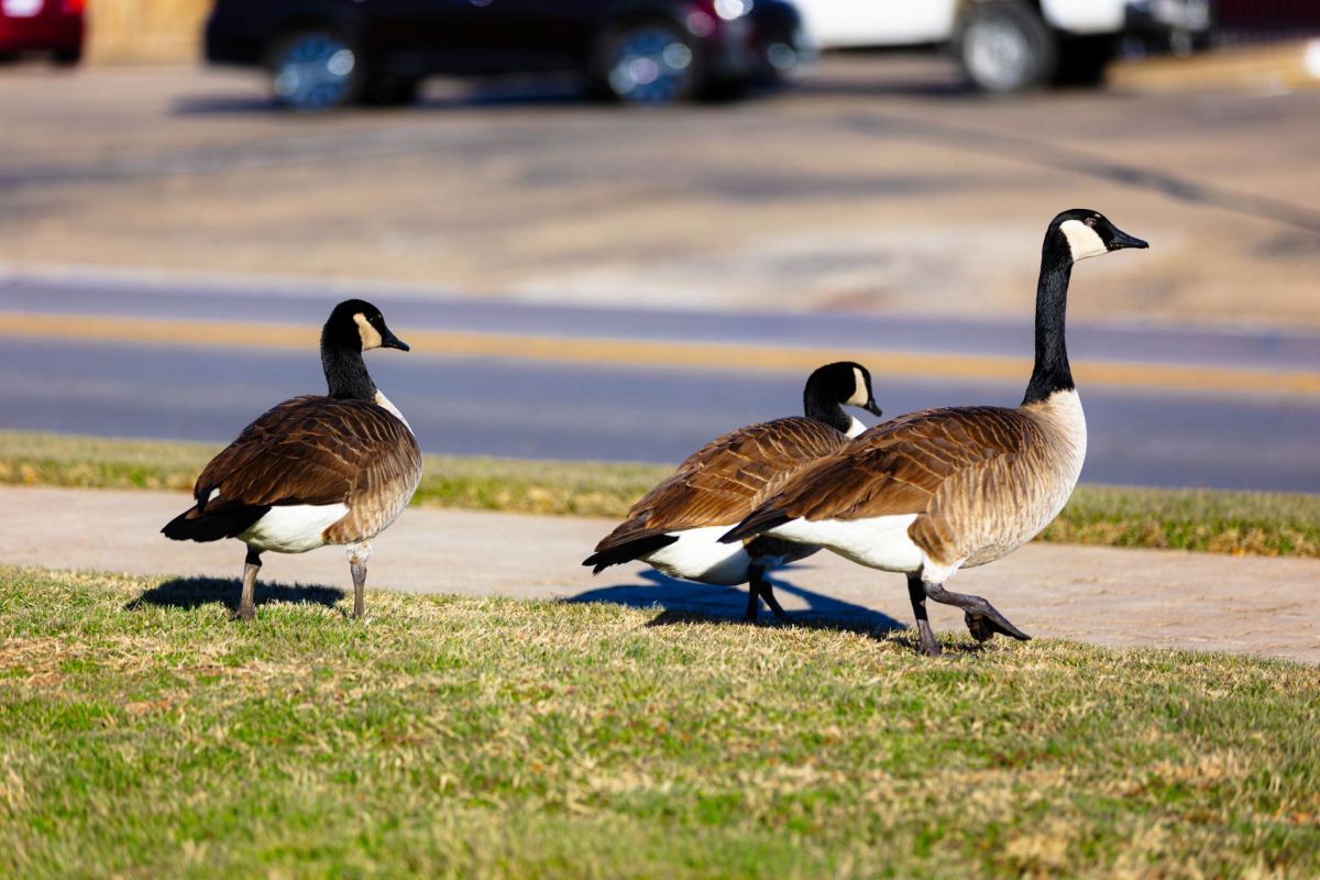 Three geese walking near a sidewalk.