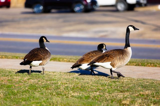 Three geese walking near a sidewalk.