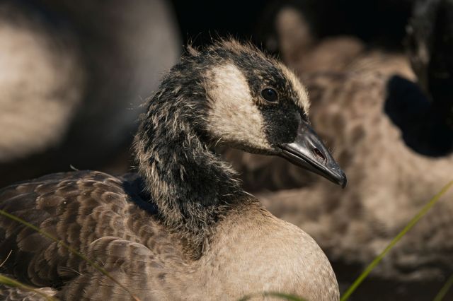 A young Canadian goose.
