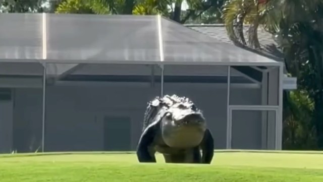 A large alligator walking across a green lawn with a building in the background.