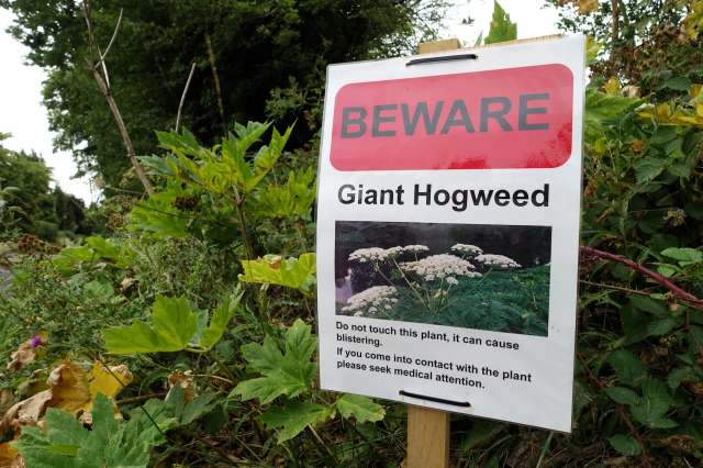 A sign warning that giant hogweed is present.