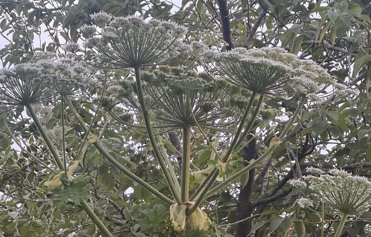 A cluster of umbrella-shaped white flowers on tall green stems surrounded by green foliage.