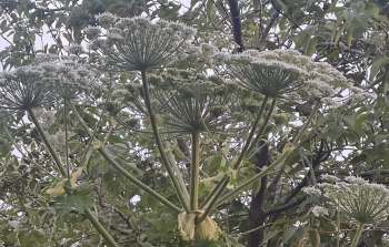 A cluster of umbrella-shaped white flowers on tall green stems surrounded by green foliage.