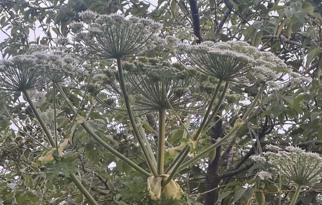 A cluster of umbrella-shaped white flowers on tall green stems surrounded by green foliage.