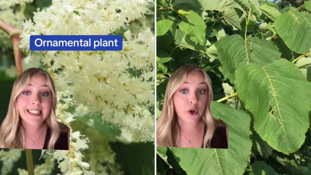 A woman speaks about ornamental plants, surrounded by green leaves and white flowers in a split-screen format.